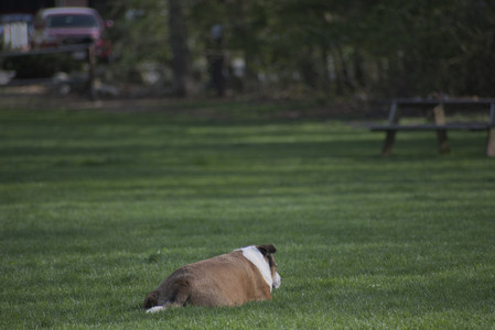 20250501_Dog park__DSC0235_.jpg