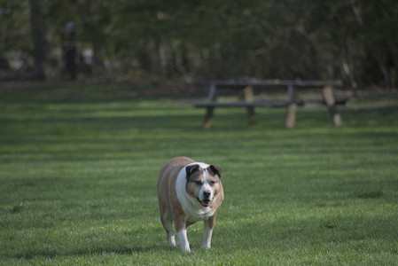 20250501_Dog park__DSC0238_.jpg