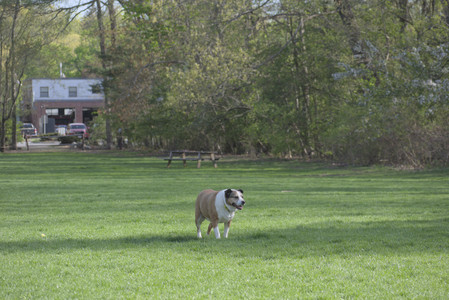 20250501_Dog park__DSC0244_.jpg