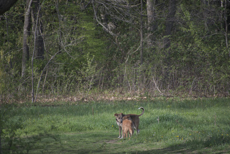 20250501_Dog park__DSC0256_.jpg