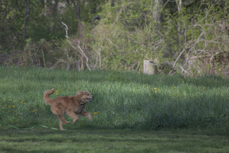 20250501_Dog park__DSC0271_.jpg