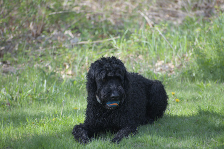 20250501_Dog park__DSC0294_.jpg