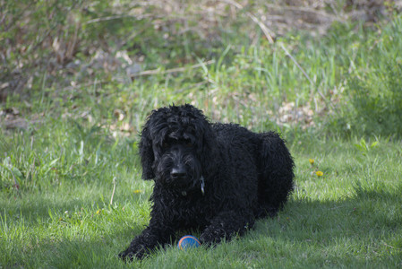 20250501_Dog park__DSC0295_.jpg