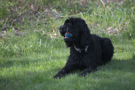 20250501_Dog park__DSC0299_.jpg