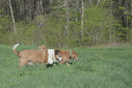 20250501_Dog park__DSC0304_.jpg