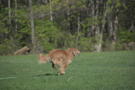 20250501_Dog park__DSC0306_.jpg