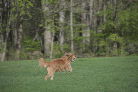 20250501_Dog park__DSC0308_.jpg