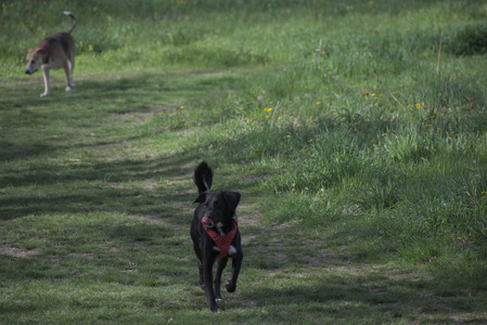 20250501_Dog park__DSC0318_.jpg