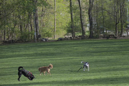 20250501_Dog park__DSC0325_.jpg