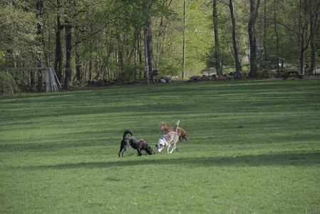 20250501_Dog park__DSC0329_.jpg
