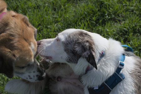 20250501_Dog park__DSC0354_.jpg