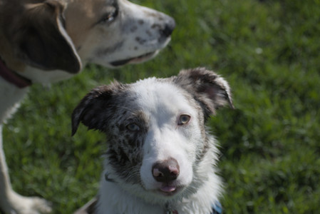 20250501_Dog park__DSC0358_.jpg