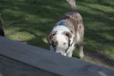 20250501_Dog park__DSC0364_.jpg