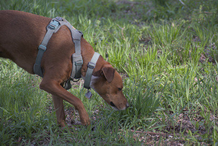 20250501_Dog park__DSC0365_.jpg