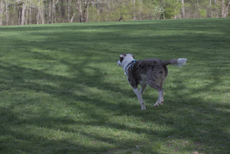 20250501_Dog park__DSC0366_.jpg