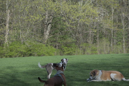 20250501_Dog park__DSC0369_.jpg