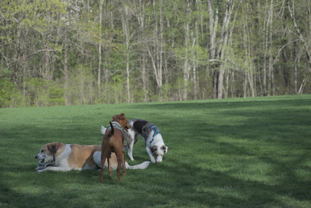 20250501_Dog park__DSC0370_.jpg