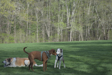 20250501_Dog park__DSC0372_.jpg