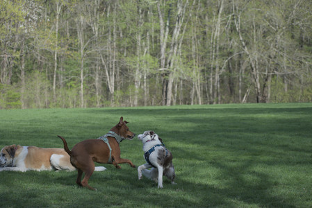 20250501_Dog park__DSC0374_.jpg