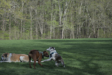 20250501_Dog park__DSC0375_.jpg