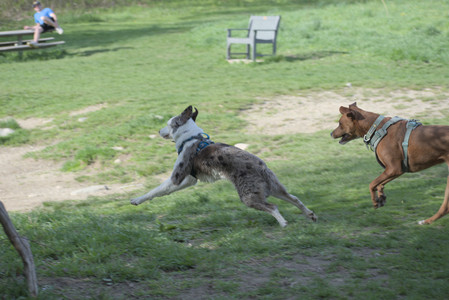 20250501_Dog park__DSC0376_.jpg
