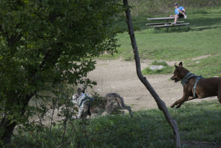 20250501_Dog park__DSC0378_.jpg