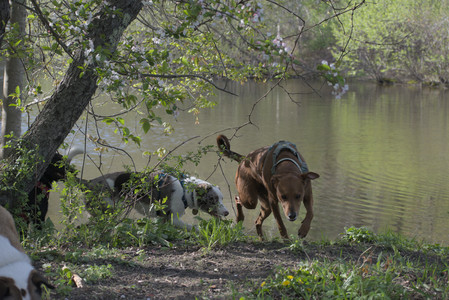 20250501_Dog park__DSC0382_.jpg
