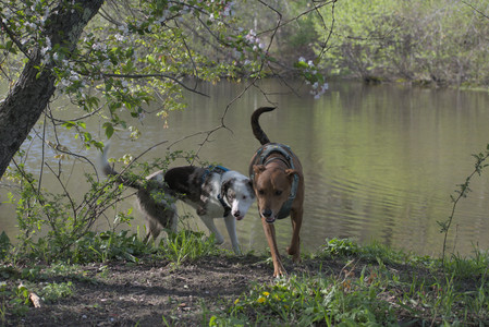 20250501_Dog park__DSC0383_.jpg
