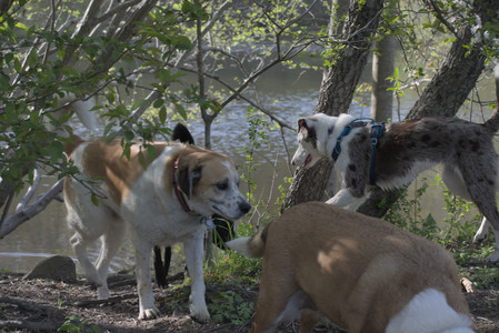 20250501_Dog park__DSC0384_.jpg