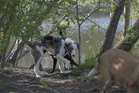 20250501_Dog park__DSC0387_.jpg