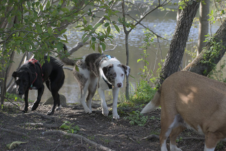 20250501_Dog park__DSC0390_.jpg