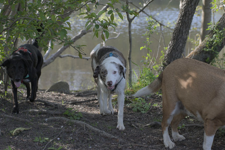 20250501_Dog park__DSC0393_.jpg