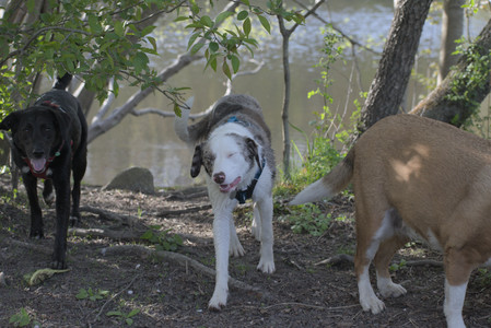 20250501_Dog park__DSC0394_.jpg