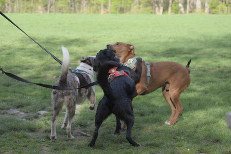 20250501_Dog park__DSC0396_.jpg