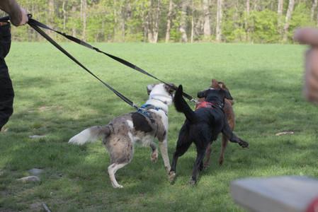 20250501_Dog park__DSC0398_.jpg