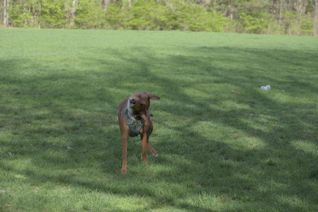 20250501_Dog park__DSC0400_.jpg