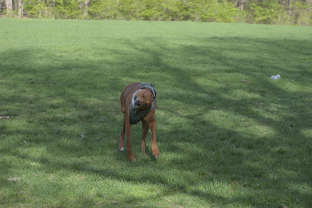 20250501_Dog park__DSC0401_.jpg