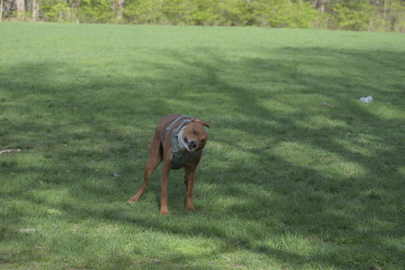 20250501_Dog park__DSC0402_.jpg