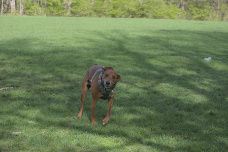 20250501_Dog park__DSC0403_.jpg