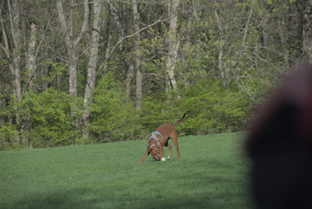 20250501_Dog park__DSC0411_.jpg