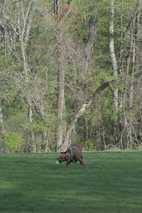 20250501_Dog park__DSC0421_.jpg