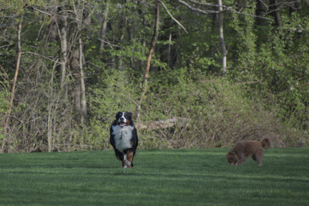 20250501_Dog park__DSC0424_.jpg