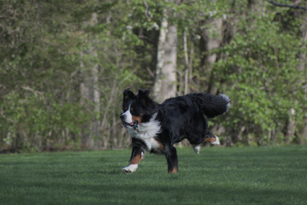 20250501_Dog park__DSC0432_.jpg