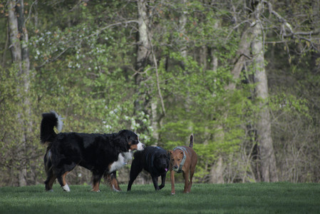 20250501_Dog park__DSC0438_.jpg