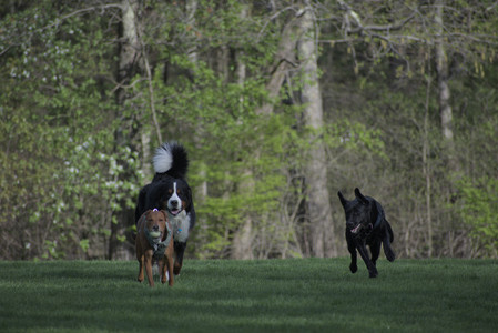 20250501_Dog park__DSC0445_.jpg