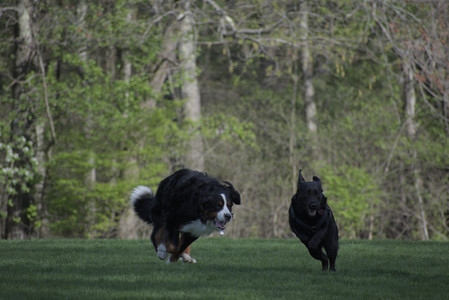20250501_Dog park__DSC0446_.jpg