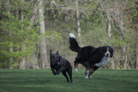 20250501_Dog park__DSC0448_.jpg