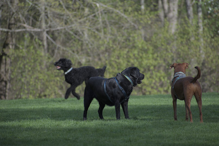 20250501_Dog park__DSC0452_.jpg