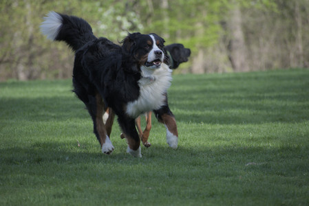 20250501_Dog park__DSC0456_.jpg