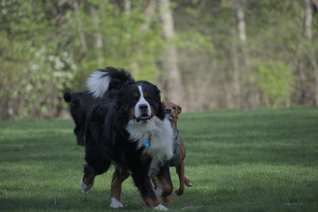 20250501_Dog park__DSC0457_.jpg